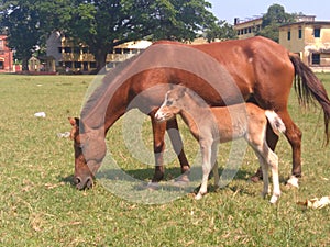 Mother horse and baby horse eatting photo