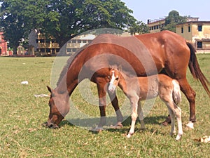 Mother horse eatting baby not eat photo