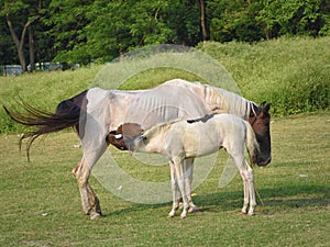 Mother Horse Feeding her Foal, Baby in Countryside, Farming