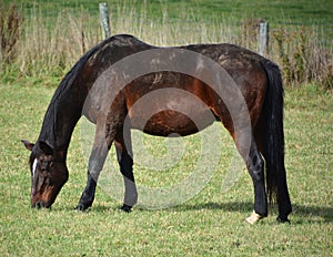 Mother horse in field in fall season