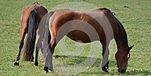 Mother horse in field in fall season