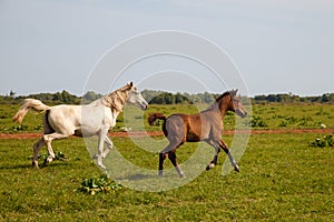 Mother horse with foal grazing in the pasture at a horse farm