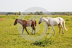 Mother horse with foal grazing in the pasture at a horse farm