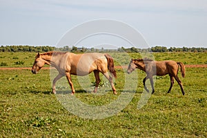 Mother horse with foal grazing in the pasture at a horse farm