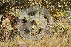 mother horse and foal standing in tall grass in the shade of a tree along the Transpantaneira