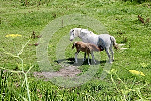 Mother horse with a lactating brown foal photo