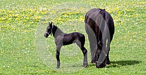 Mother horse and her baby