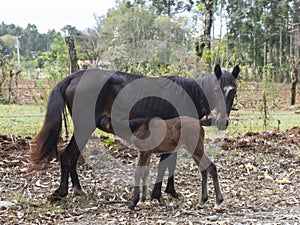 Mother Horse and her foal