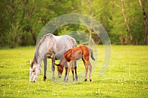 Mother horse with her foal grazing on a spring green pasture against a background of green forest in the setting sun