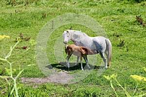 Mother horse with a lactating brown foal