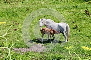 Mother horse with a lactating brown foal photo