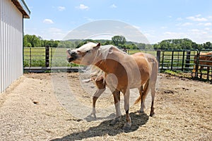 Mother Horse Making Funny Face as She Nurses Newborn Foal