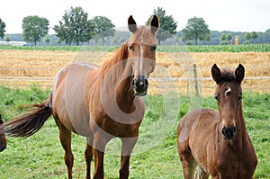 Mother horse wth her  newborn foal