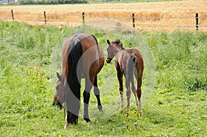 Mother horse wth her  newborn foal