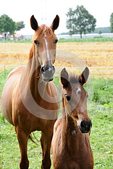 Mother horse wth her  newborn foal