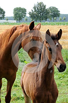 Mother horse wth her  newborn foal