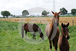 Mother horse wtih her  newborn foal