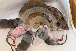 A mother house mouse with her newborn offspring in the corner of a kitchen drawer.