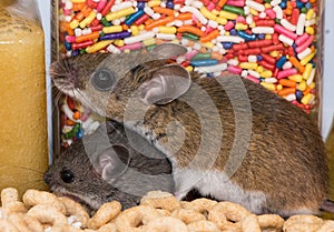 A mother house mouse and her offspring shopping.