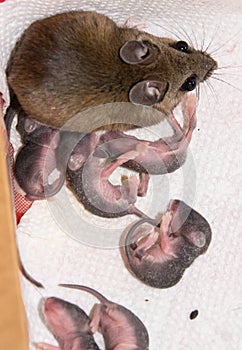 A mother house mouse,Mus musculus, and her pinkies.