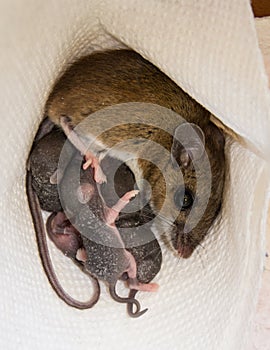 A mother house mouse, Mus musculus, nursing her offspring.
