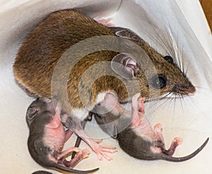 A mother house mouse, Mus musculus, nursing her young.