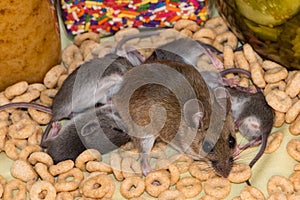 A mother house mouse, Mus musculus, nursing her young in a kitchen cabinet.