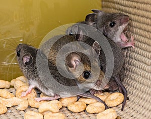 A mother house mouse, Mus musculus,trapped in the corner of a kitchen drawer with her offspring.