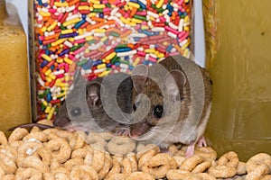 A mother house mouse sitting next to her child in a kitchen cabinet.