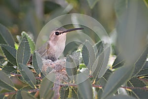 mother hummingbird guarding nest