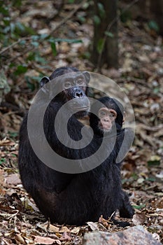 Mother and infant chimpanzee in natural habitat