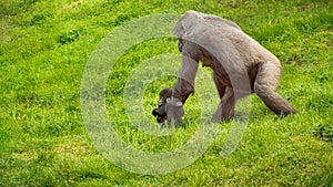 Western Lowland Gorilla Mother carries her Infant