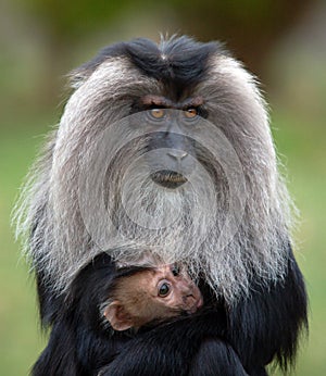 Mother and infant macaque