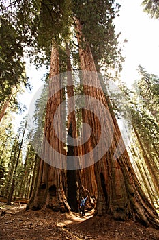 Mother with infant visit Sequoia national park in California, USA