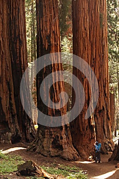 Mother with infant visit Sequoia national park in California, USA