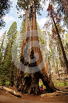 Mother with infant visit Sequoia national park in California, USA