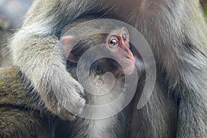 A mother Japanese macaque holds her baby