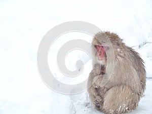 Mother Japanese snow monkey cuddling her baby and sitting on the floor