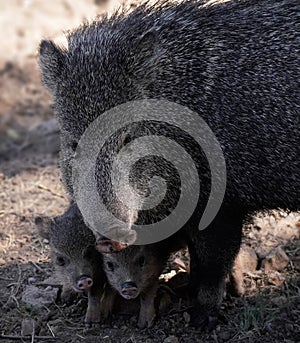 Mother Javelina with Newly Born Piglings