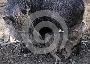 Mother Javelina and Pigling Share a Special Moment