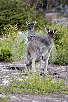 Mother and Joey