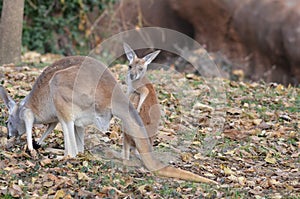 Mother and joey