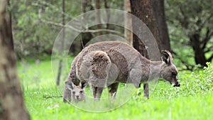 A mother and joey kangaroos in slow motion in the Blue Mountain, Australia.