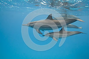 Mother and juvenile Spinner dolphins in the wild.