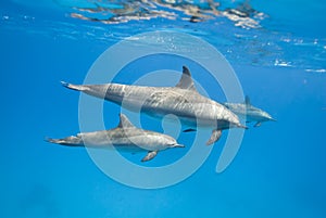 Mother and juvenile Spinner dolphins in the wild. photo