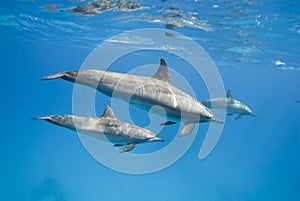Mother and juvenile Spinner dolphins in the wild.