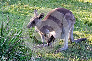 Mother kangaroo carrying a baby in the poach. Protective and caring mother. Baby with head, hands and feet outside the poach. Full photo