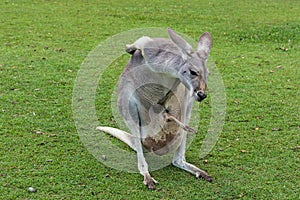 Mother Kangaroo carrying her joey in her pouch