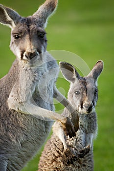 Mother Kangaroo and Joey