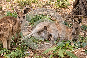 Kangaroo family lying in the grass